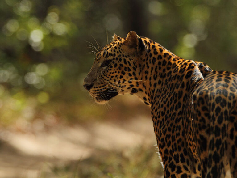 Home of the Sri Lankan Leopard-Yala National Forest Park