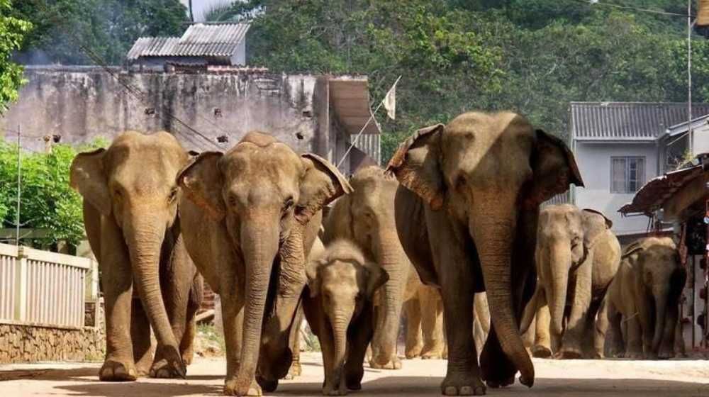 pinnavala elephant sri lanka