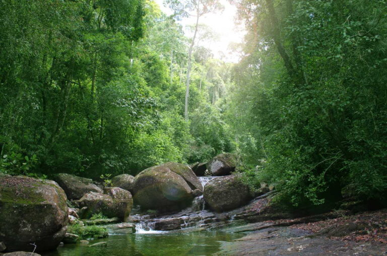 "Exploring the Beauty and Diversity of Sinharaja Forest: A Comprehensive Guide to Sri Lanka's Last Remaining Rainforest"