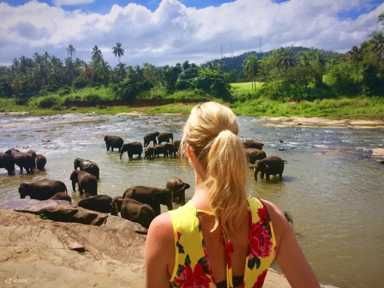 Visit the Pinnawala Elephant Orphanage - A Must-See Attraction in Sri Lanka